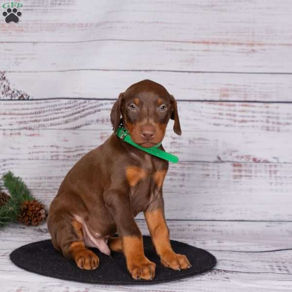 Jasper, Doberman Pinscher Puppy